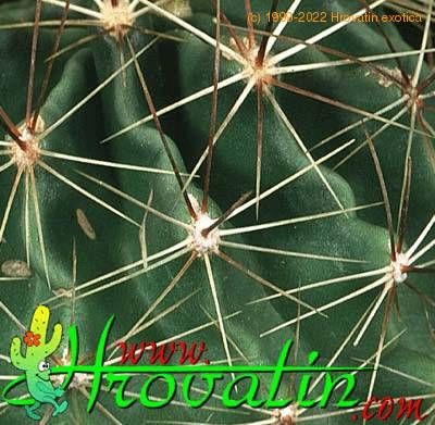 Hamatocactus setispinus thorn 441