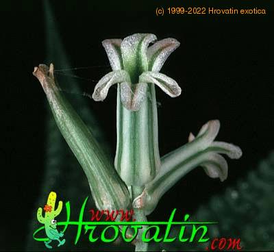 Haworthia limifolia flower 1133