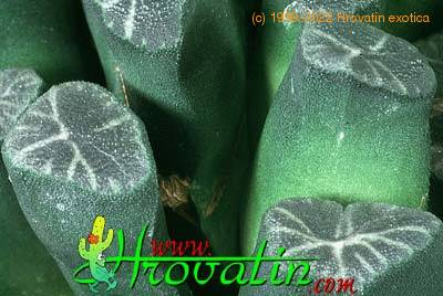 Haworthia maughanii leaf 1137