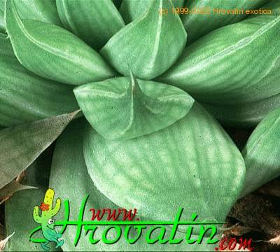 Haworthia retusa leaf 1140