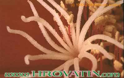 Helianthocereus huascha v roseiflorus add1 40