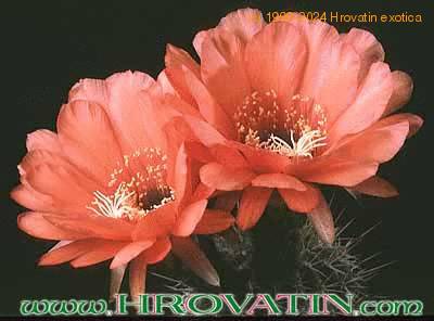 Helianthocereus huascha v roseiflorus flower 37