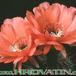 Helianthocereus huascha v roseiflorus flower 37