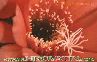 Helianthocereus huascha v roseiflorus thorn 39