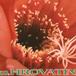 Helianthocereus huascha v roseiflorus thorn 39