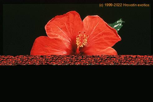 Hibiscus sp. 2064