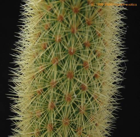 Hildewinteria aureispina4 thorn