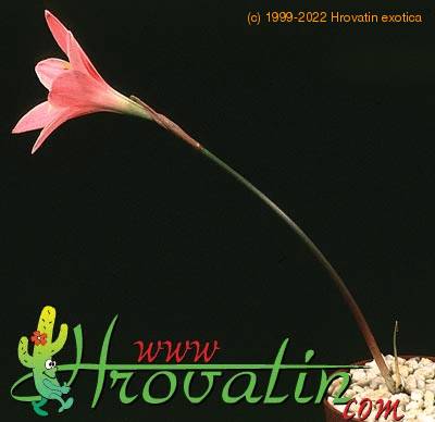 Hippeastrum amaryllis mini 2048