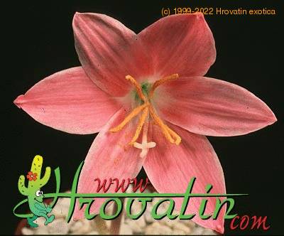 Hippeastrum amaryllis mini flower 2049
