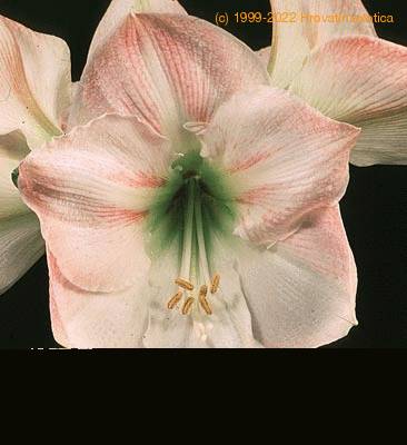 Hippeastrum amaryllis flower 2041