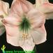 Hippeastrum amaryllis flower 2041