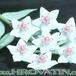 Hoya bella flower 1021