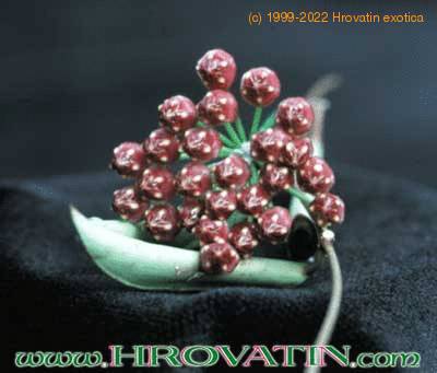 Hoya kentiana flower 1024