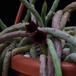 Huernia pendula-flower