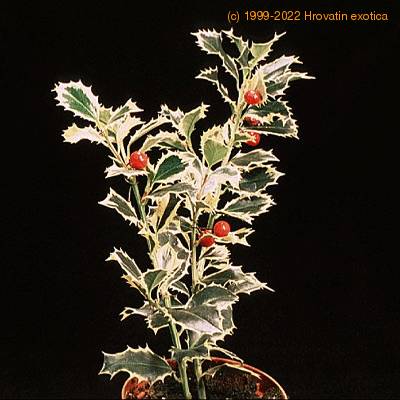 Ilex aquifolium 1952