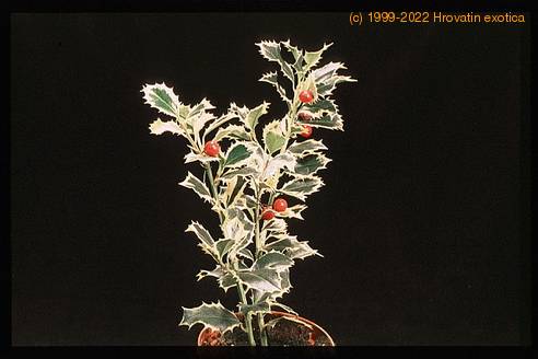 Ilex aquifolium 1952