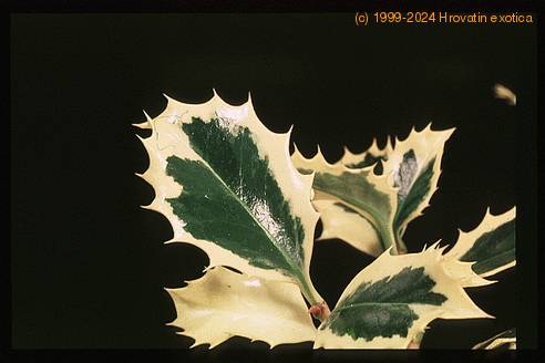 Ilex aquifolium 1953