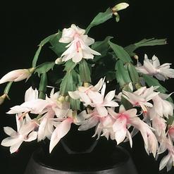 Schlumbergera truncata hybrid
