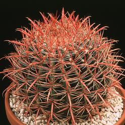 Ferocactus stainesii