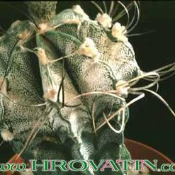 Astrophytum capricorne v. crassispinoides