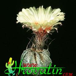 Astrophytum capricorne v. niveum