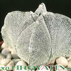 Astrophytum myriostigma v. quadricostatum