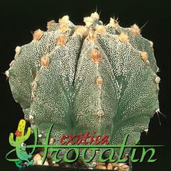 Astrophytum myriostigma v. strongylogonum