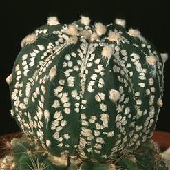 Astrophytum asterias cv. supercabuto