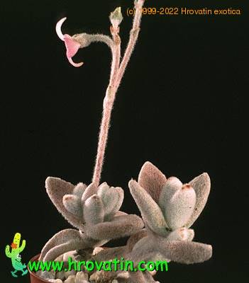 Kalanchoe eriophylla 1307