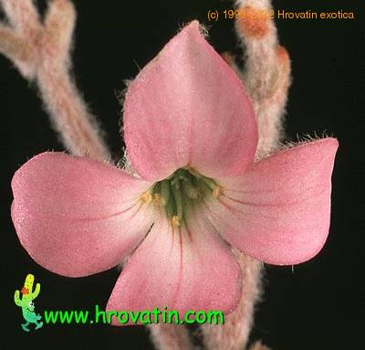 Kalanchoe eriophylla flower 1308