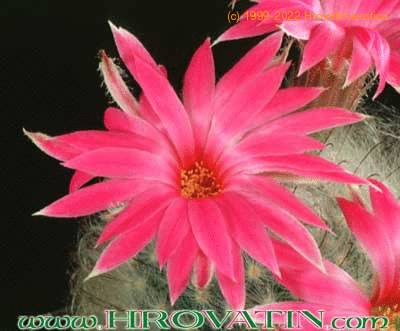 Krainzia quelzowiana v splendens flower 223