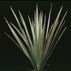 Dracaena marginata bicolor
