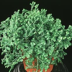 Selaginella species