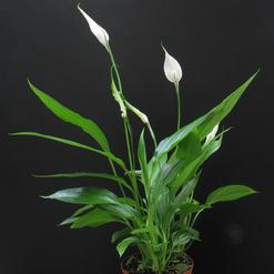 Spathiphyllum hybrid