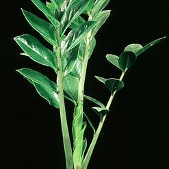 Zamioculcas zamifolia
