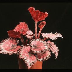 Begonia rex - hybrid