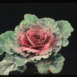 Brassica oleraceae