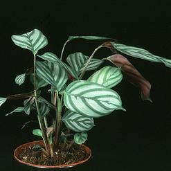 Calathea makoyana