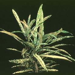 Codiaeum variegatum Gold Star