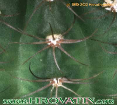 Lobivia arachnacantha v densiseta thorn 252