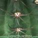 Lobivia arachnacantha v densiseta thorn 252