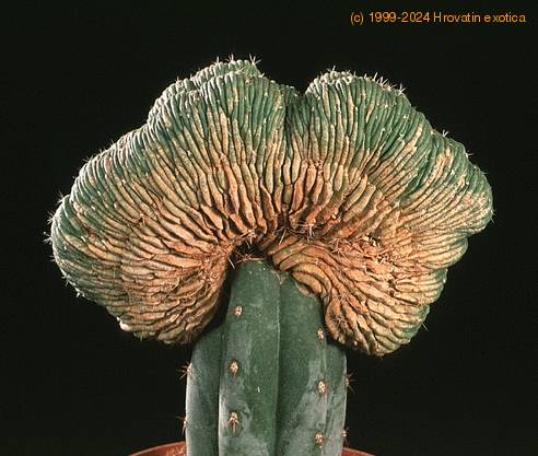 Lobivia wrightiana f. cristata 604