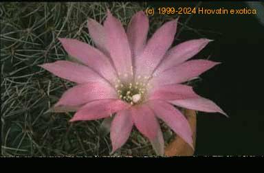 Lobivia wrightiana flower 230
