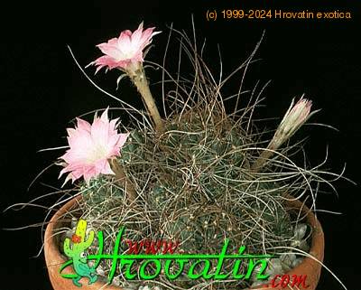 Lobivia wrightiana thorn 370