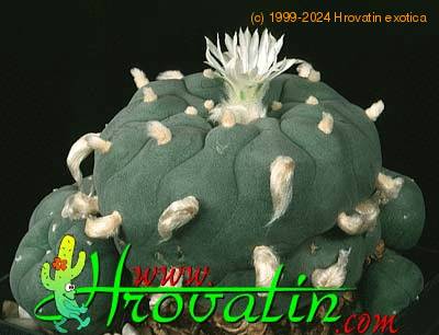 Lophophora echinata v diffusa 413
