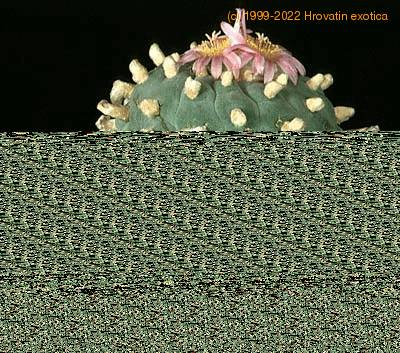 Lophophora williamsii v pluricostata 365