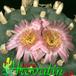 Lophophora williamsii v pluricostata flower 366