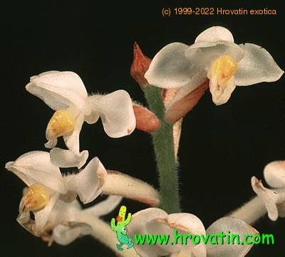 Ludisia discolor flower 1835