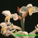 Ludisia discolor flower 1835