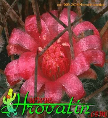 Mammillaria durispina flower 428